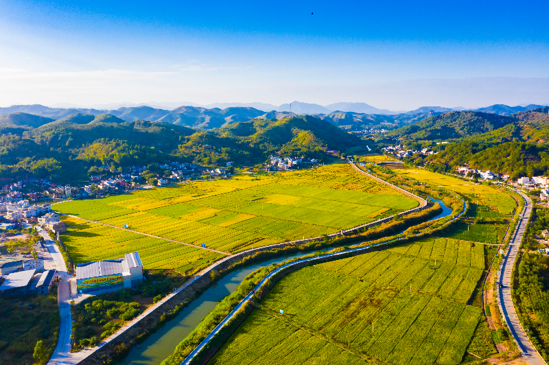 《丝苗米产业基地》——张文煌.jpg