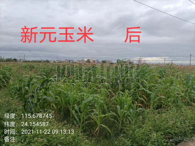 新元3.jpg