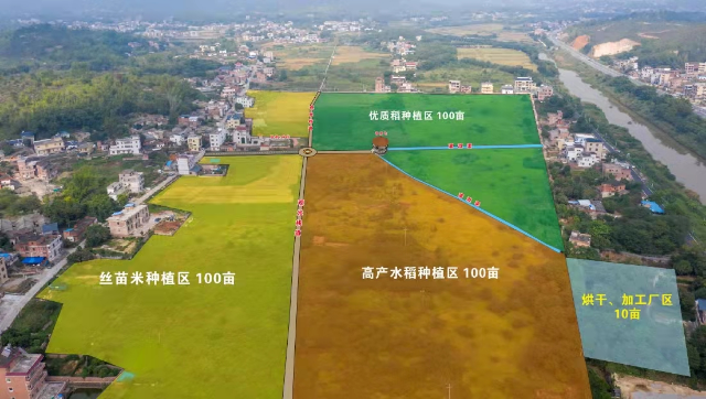 洋新村500亩初心优品水稻示范田.jpg