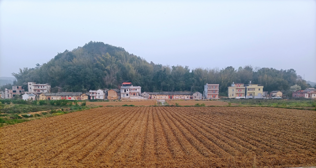 河口村复耕复种500亩毛豆1.jpg