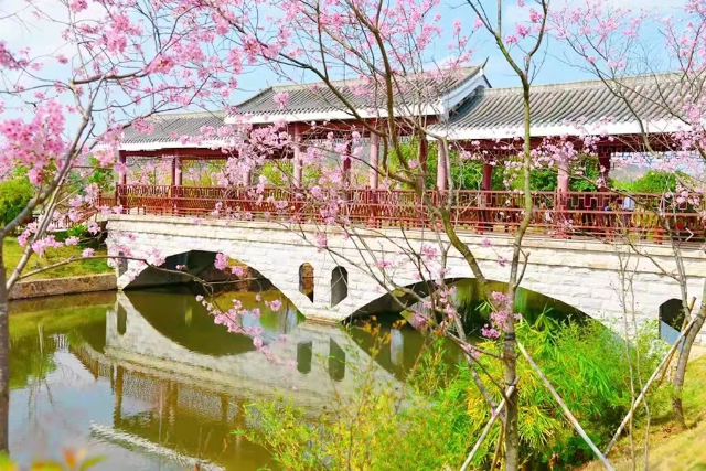 樱花.jpg