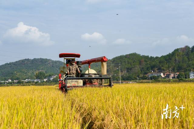 兴宁市大坪镇潭坑村的千亩水稻绿色高质高效示范田。