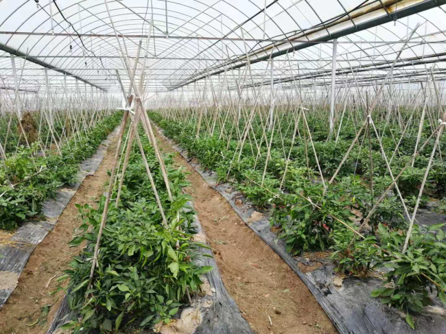 大棚蔬菜.jpg