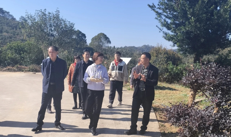 油茶2.png