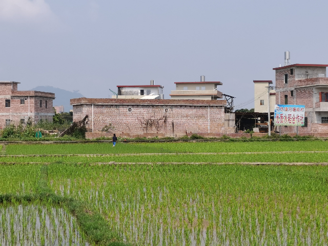 河塘岭村水稻合作社.jpg