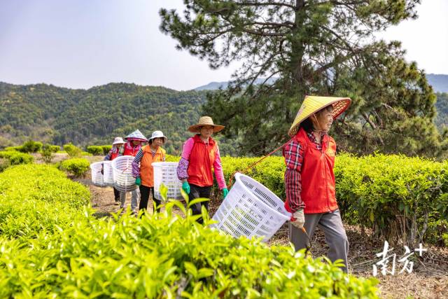 兴宁市合水镇铁山茶场春茶开采。袁群华 摄