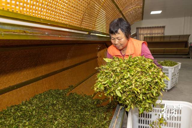铁山茶场茶叶加工厂内工人正在摇青。袁群华 摄