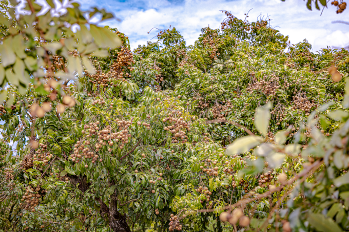 _QH_9603-1.jpg