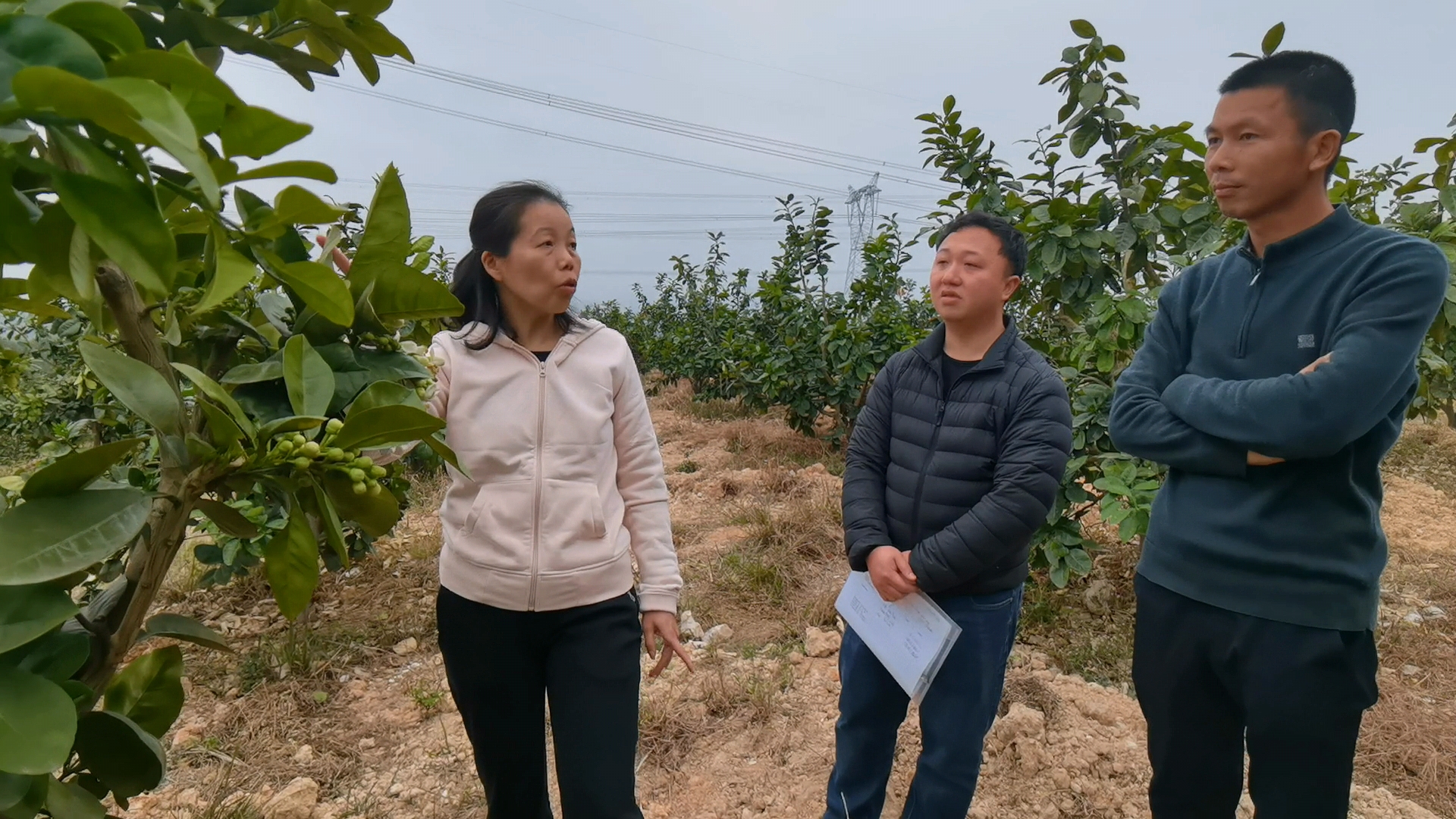 种植技术人员与农户近期气候与青柚长势情况进行交流（李思敏 摄）.jpg
