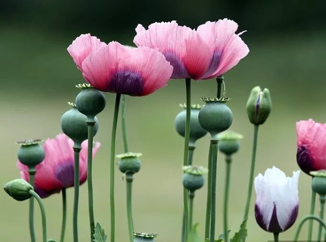 罂粟花d.jpg