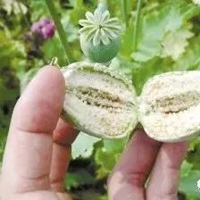 罂粟果4.jpg