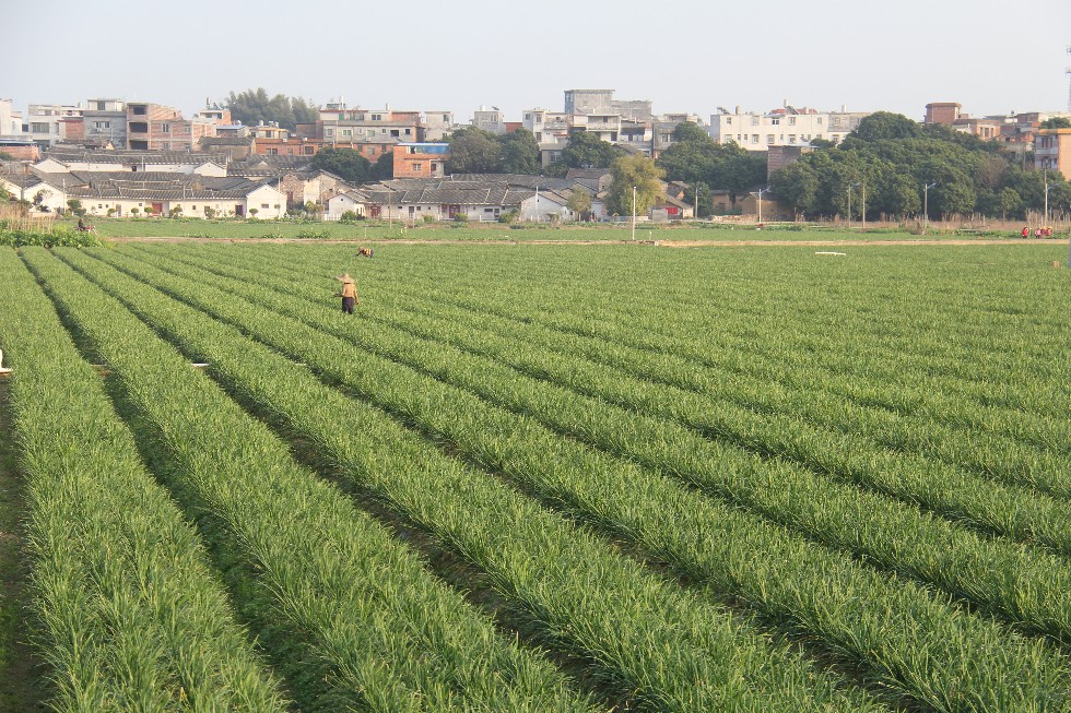 龙田韭菜花基地1.JPG