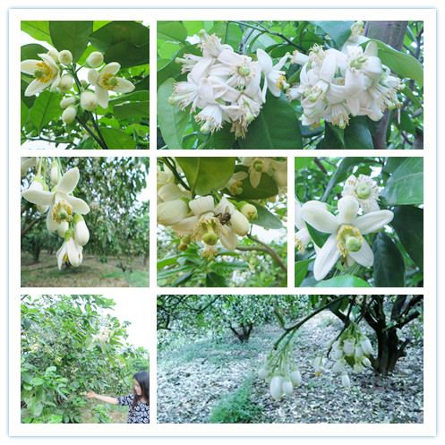 201503251658302591_YZ7edgYI.jpg