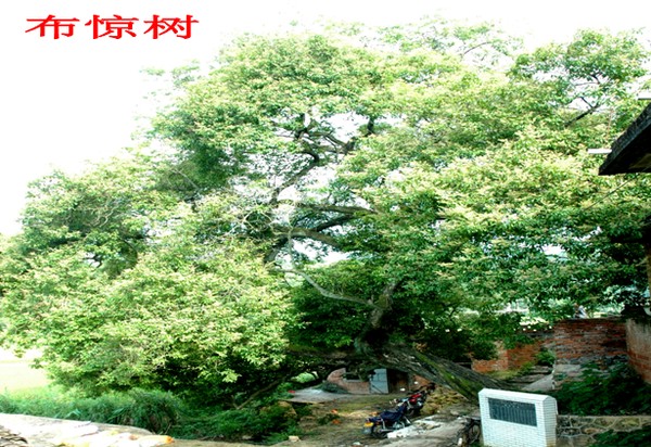 布惊树.png