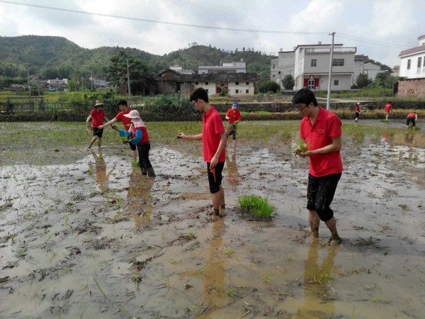 向村民学习抛秧.jpg