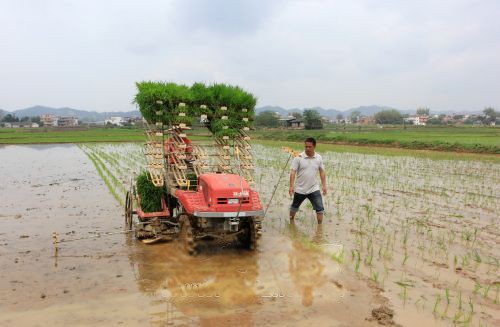 兴宁种粮大户李志新在指导工人使用机械插秧.jpg