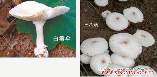 野生蘑菇1.jpg