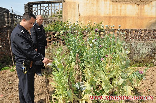 民警现场查获非法种植的毒品原植物罂粟.jpg