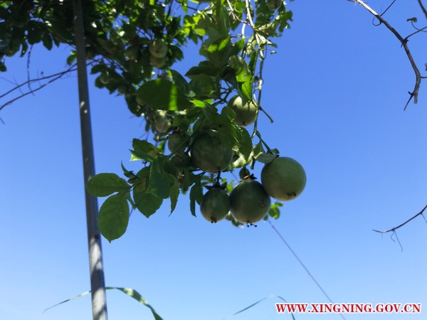 结果百香果.jpg