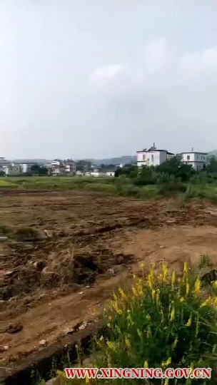 三新村油菜.png